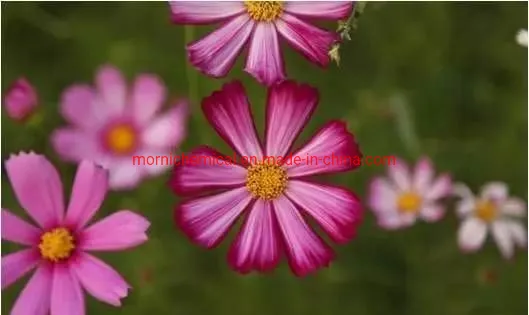 Coreopsis-Samen gemischte Farbe für die Gartenbepflanzung